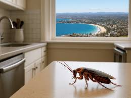 Cockroach Control in Australia: How to Prevent Infestations in Your Home